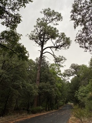 Pinus engelmannii