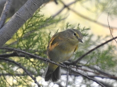 Phylloscopus ibericus