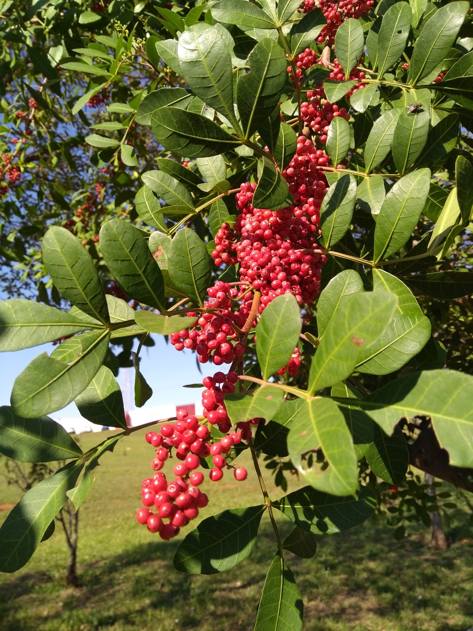 Schinus terebinthifolia