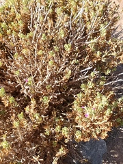 Monechma mollissimum