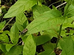 Rhyparochromus vulgaris