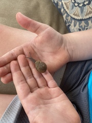 Zachrysia provisoria