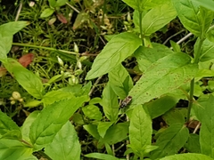 Rhyparochromus vulgaris