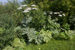 Heracleum sosnowskyi
