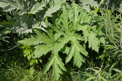 Heracleum sosnowskyi