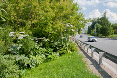 Heracleum sosnowskyi