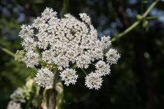 Heracleum sosnowskyi