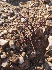 Portulacaria fruticulosa