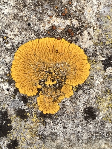 Limestone Lobed Firedot