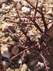 Portulacaria fruticulosa