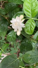 Magnoliopsida