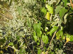 Buddleja dysophylla