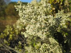 Buddleja dysophylla
