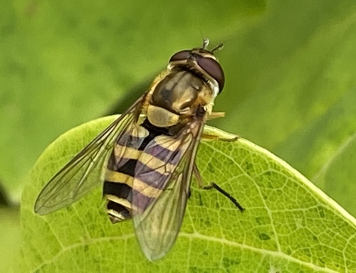 Common Flower Fly