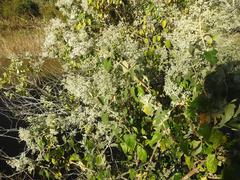 Buddleja dysophylla