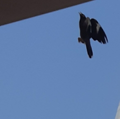 Acridotheres tristis