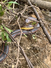 Farancia erytrogramma erytrogramma