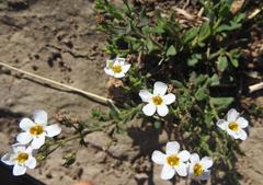 Chaenostoma halimifolium