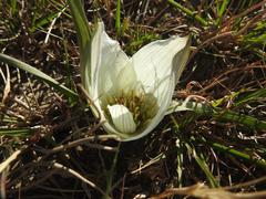 Colchicum melanthoides melanthoides