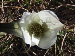 Colchicum melanthoides melanthoides