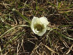 Colchicum melanthoides melanthoides