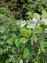 Lonicera implexa