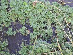 Cotula nigellifolia nigellifolia