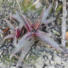 Crassula capitella capitella