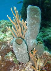 Callyspongia