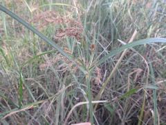 Cyperus fastigiatus
