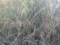 Cyperus fastigiatus