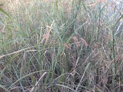 Cyperus fastigiatus