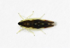 Erythroneura aclys