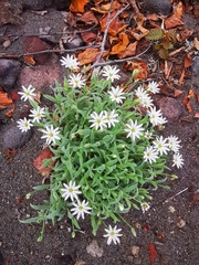 Stellaria eschscholtziana