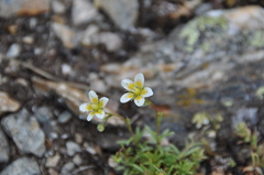 Saxifraga aspera
