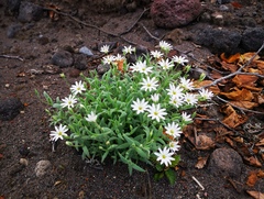 Stellaria eschscholtziana