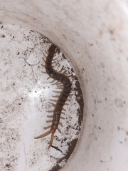 Scolopendra