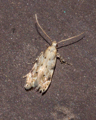 Taygete attributella