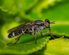 Ozodiceromyia notata