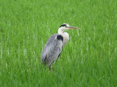 Ardea cinerea
