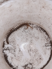 Scolopendra