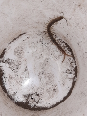Scolopendra
