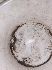 Scolopendra