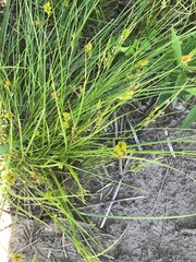 Carex crawfordii