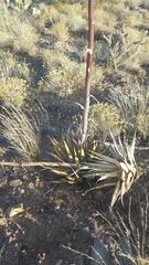 Agave mckelveyana