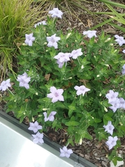Ruellia