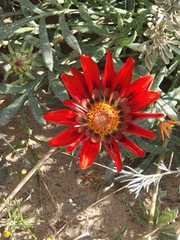 Gazania rigida