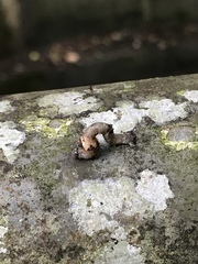 Ophthalmitis herbidaria