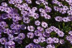 Phiambolia gydouwensis