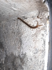 Scolopendra
